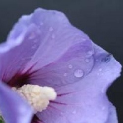 Hibiscus syriacus 'Marina' - Hibiscus Marina