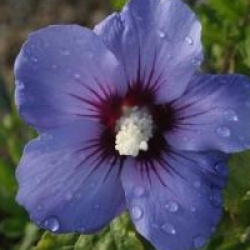 Hibiscus syriacus 'Marina'