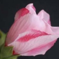 Hibiscus syriacus 'Mathilde' 