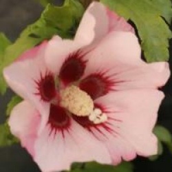 Hibiscus syriacus 'Mathilde' 