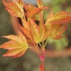 Acer palmatum 'Katsura'