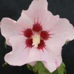 Hibiscus syriacus 'Mathilde'  - Hibiscus mathilde