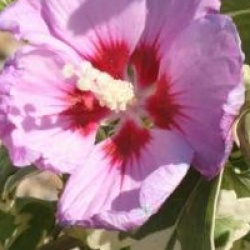 Hibiscus syriacus 'Meehanii'