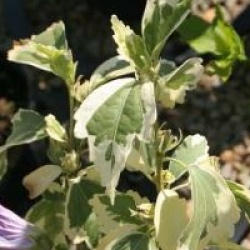 Hibiscus syriacus 'Meehanii'
