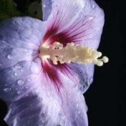 Hibiscus syriacus 'Oiseau Bleu'