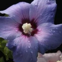 Hibiscus syriacus 'Oiseau Bleu'
