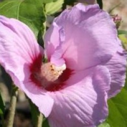 Hibiscus pastelrose
