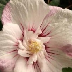 Hibiscus syriacus Pinky Spot � 'Minspot' cov 