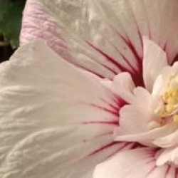 Hibiscus syriacus Pinky Spot � 'Minspot' cov 
