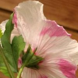 Hibiscus syriacus Pinky Spot � 'Minspot' cov 