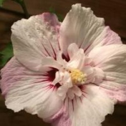 Hibiscus syriacus Pinky Spot � 'Minspot' cov 