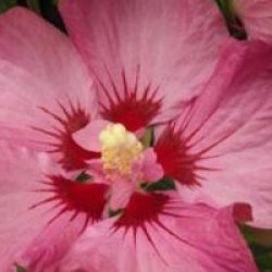 Hibiscus syriacus Rosalbane � 'Minrosa' cov 