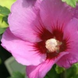 Hibiscus syriacus Russian Violet � 'Floru'  - Hibiscus Russian Violet