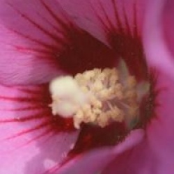 Hibiscus syriacus Russian Violet � 'Floru' 
