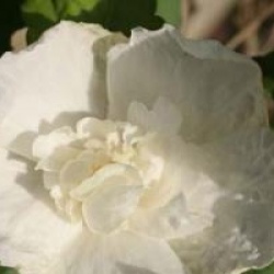 Hibiscus White Chiffon