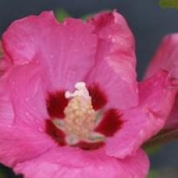 Hibiscus Woodbridge