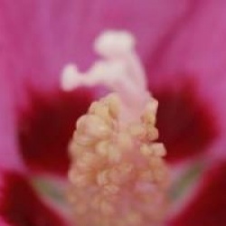 Hibiscus syriacus 'Woodbridge'