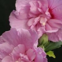 Hibiscus syriacus Lavander Chiffon � 'Notwoodone' cov 