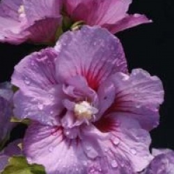 Hibiscus syriacus Lavander Chiffon � 'Notwoodone' cov 