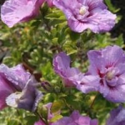Hibiscus syriacus Lavander Chiffon � 'Notwoodone' cov 