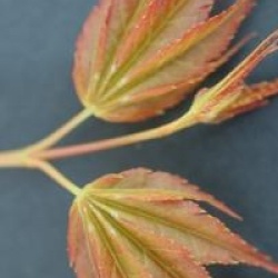 Acer palmatum 'Katsura'