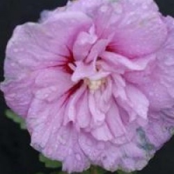 Hibiscus syriacus Lavander Chiffon � 'Notwoodone' cov 