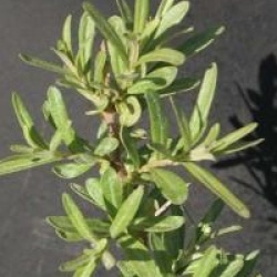 Hippophae rhamnoides 