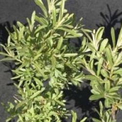 Hippophae rhamnoides 