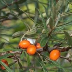 Hippophae rhamnoides 'Leikora'