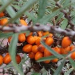 Hippophae rhamnoides 'Leikora' - Argousier femelle Leikora