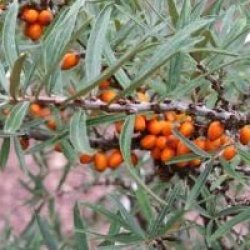 Hippophae rhamnoides 'Leikora'