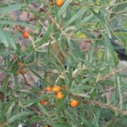 Hippophae rhamnoides 'Leikora'