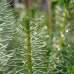 Hippuris vulgaris - Pesse d'eau