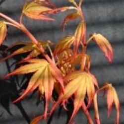 Acer palmatum 'Katsura'