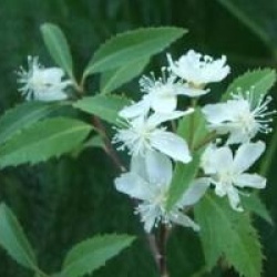 Hoheria 'Borde Hill' - Hoheria Borde Hill