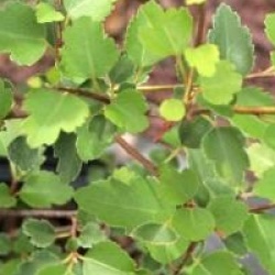 Hoheria 'Borde Hill'