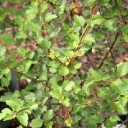 Hoheria 'Borde Hill'