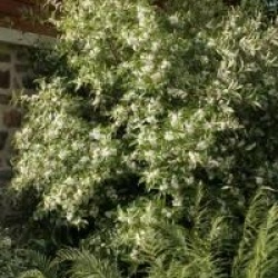 Hoheria sexstylosa 'Stardust'