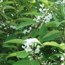 Hoheria sexstylosa 'Stardust'