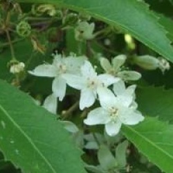 Hoheria sexstylosa 'Stardust'