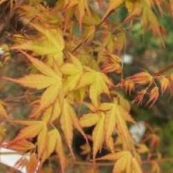 Acer palmatum 'Katsura'