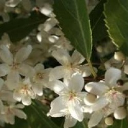 Hoheria sexstylosa 'Stardust' - Hoheria Stardust