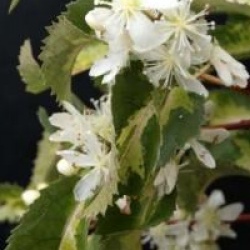 Hoheria populnea 'Sunshine'