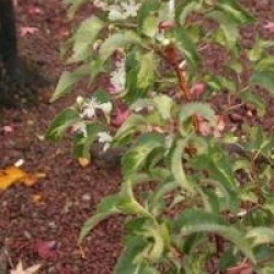 Hoheria populnea 'Sunshine'