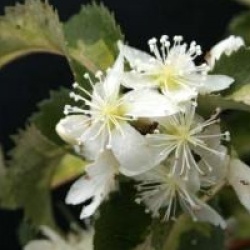 Hoheria populnea 'Sunshine' - Hoheria Sunshine