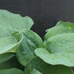 Hosta 'Blue Angel'