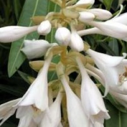 Hosta 'Great Expectations'