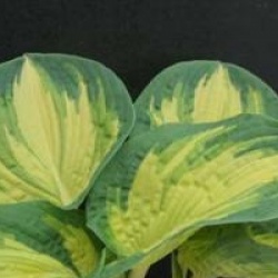 Hosta 'Great Expectations'