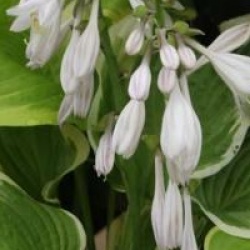 Hosta Wide Brim