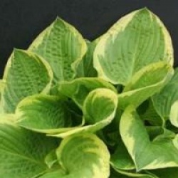 Hosta 'Wide Brim'
